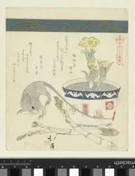 Rat et bol avec Adonis