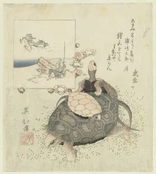 Tortues