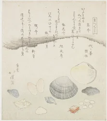 Coquille oubliée, coquille de fleur de prunier et coquille de cerisier