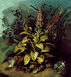 Nature morte