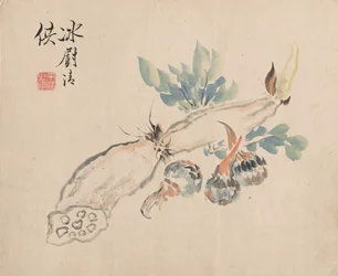 Racine de lotus et langue d