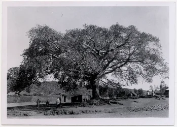 Arbre à large canopée devant le mur du village, Axum, Éthiopie, photographie d