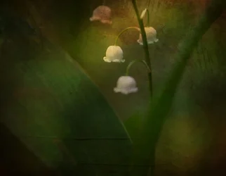 Muguet rêveur