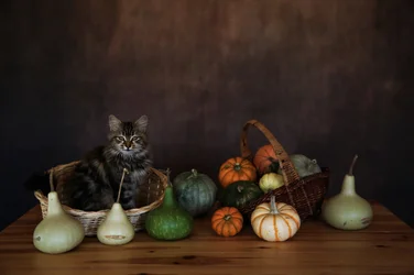 Présentation chaleureuse de récolte avec chat