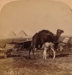 Un bébé du désert, Égypte, 1896