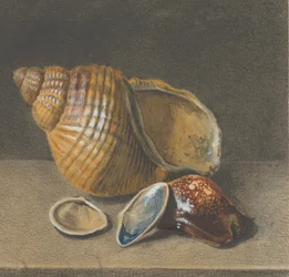 Un cauri, et une plus grande et deux plus petites coquilles, fin 17e-milieu 18e siècle