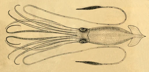 Diagramme du calmar géant, 1881