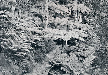Une forêt de fougères arborescentes, Leura, Montagnes Bleues, vers 1900