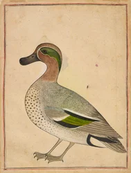 Sarcelle à ailes vertes, vers 1730
