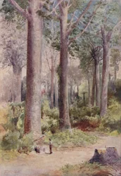 Une forêt de Kauri, 1923
