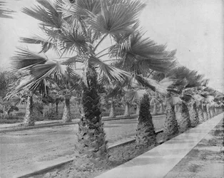 Une avenue de palmiers à Los Angeles, Californie, vers 1897