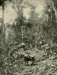 Une route difficile, Tasmanie, 1901
