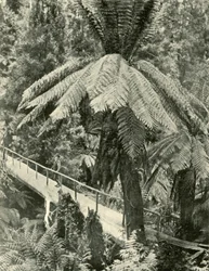 Un pont rustique, 1901