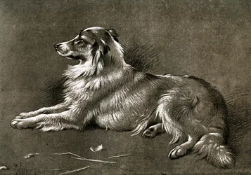Un chien de berger, 1901