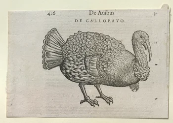Une dinde, XVIe ou XVIIe siècle