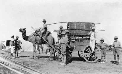 Un chariot à chameaux, Inde, 1916-1917