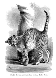 Un chat en état d