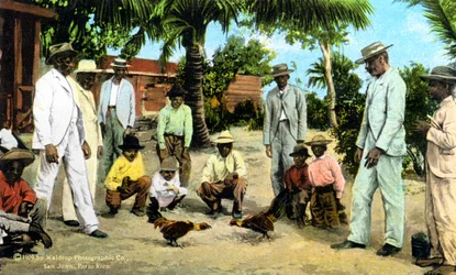 Un combat de coqs, Porto Rico, 1909
