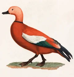Une illustration en couleur d