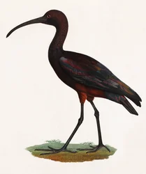 Illustration en couleur d