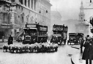 Un troupeau de moutons sur le Strand, Londres, 1926-1927