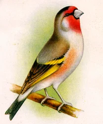 Un hybride chardonneret-bouvreuil