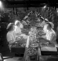 Une ligne de travailleuses emballant des "Quality Street"