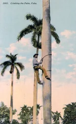 Un homme grimpant à un palmier, Cuba, 1911