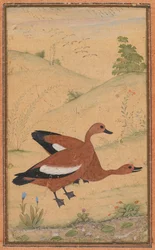 Une paire de canards Brahminy, vers 1595, bordures ajoutées probablement dans les années 1800
