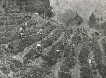 Une plantation de thé en dehors de la ville, Kobe, Japon, 1895