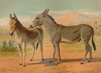 Âne sauvage abyssin mâle et onagre indien femelle, vers 1879