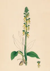Aceras anthropophora. Orchis homme, 19ème siècle