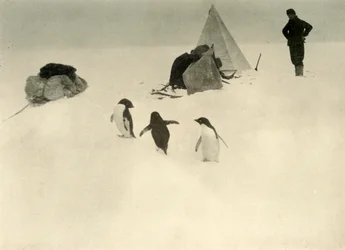 Les manchots Adélie visitent un camp, c1908