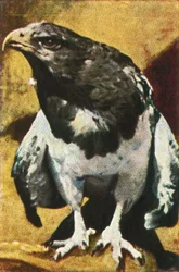 Aguja adulte, vers 1928