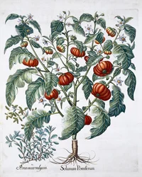Tomate africaine et plantes de marjolaine, 1613