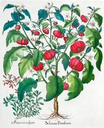 Tomate africaine et plantes de marjolaine, 1613