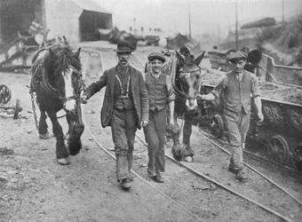 Après le règlement : Les mineurs ramenant leurs poneys à la mine, 1915