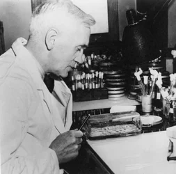 Alexander Fleming, bactériologiste écossais dans son laboratoire