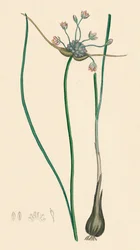 Allium oleraceum, var. genuinum. Ail des champs, var. a