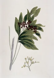Piment de la Jamaïque, 1823