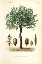 Amandier, Prunus dulcis, Amandier commun
