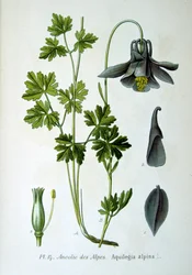 Ancolie des Alpes, 1893
