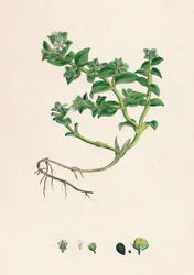 Alsine peploides. Pourpier de mer, 19e siècle