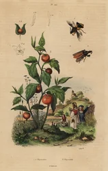 Punaise embusquée, Macrocephalus cimicoides 1,2, et cerise de terre ou plante lanterne chinoise, Physalis alkekengi 3