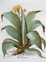 Aloès américain, Aloe Americana, 1613