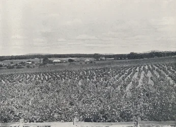 Un vignoble australien, 1923