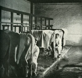 Une étable à la pointe de la modernité à la ferme Walker-Gordon, 1902
