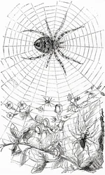 Une araignée tisseuse ou aranéide.