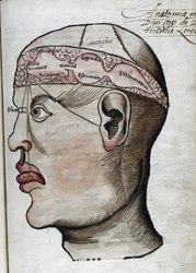 Anatomie XVIe siècle: coupe du cerveau, pour l