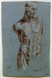 Étude anatomique (Écorché)